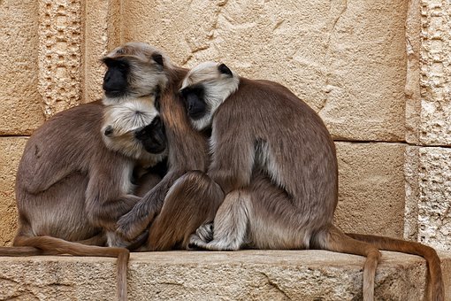 Social behaviour in Primates, socio biology, social organization in animals, aggressive behaviour, dominance, mother infant care, grooming, communicat